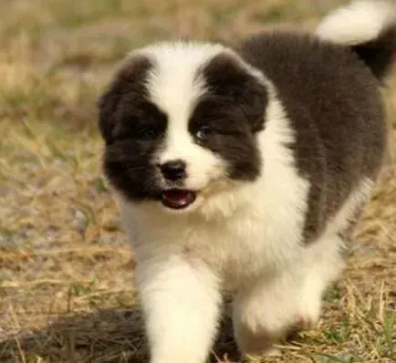 边境牧羊犬|边境牧羊犬这两天不吃饭只喝水为什么