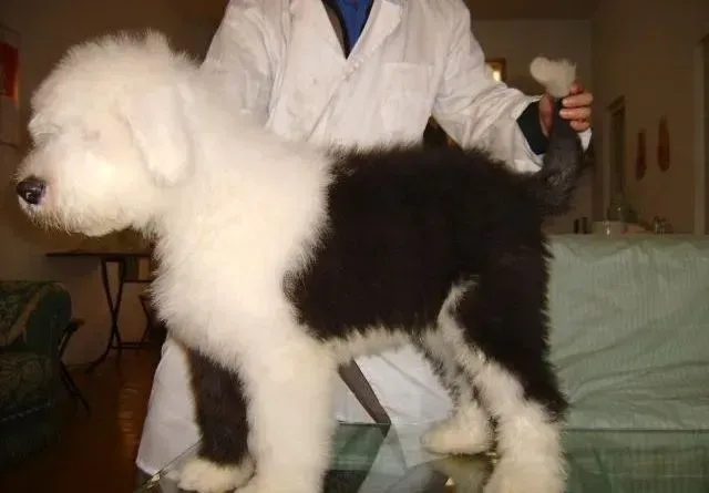 古代牧羊犬|我的古代牧羊犬眼屎非常多怎么回事