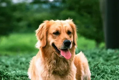 大型犬种 一般大型犬能给人带来安全感 | 狗