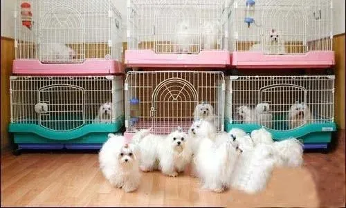 马尔济斯|给马尔济斯犬美容的绝佳方法