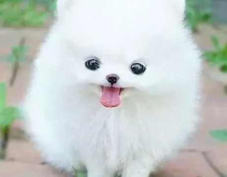 博美犬|博美犬进入老龄期之后应该怎么护理