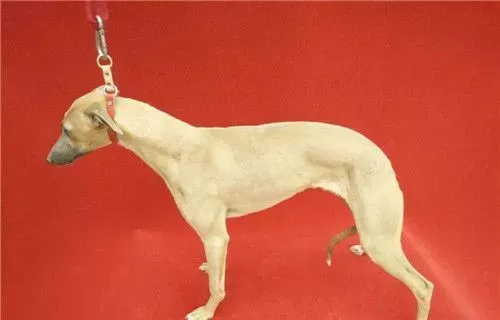 杰克罗素梗的身长 理想的公犬肩高应为14英寸 | 杰克罗素梗