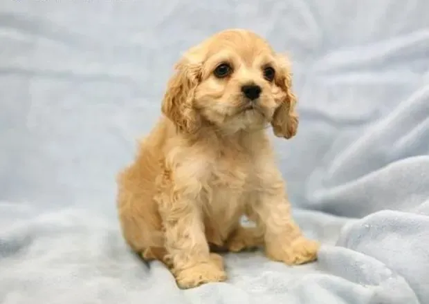 可卡犬|不同阶段的可卡犬在食物护理上存在着不同