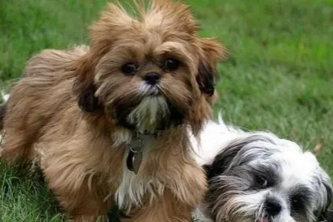 西施犬吃什么?可以自制一些狗粮给狗吃 | 西施犬