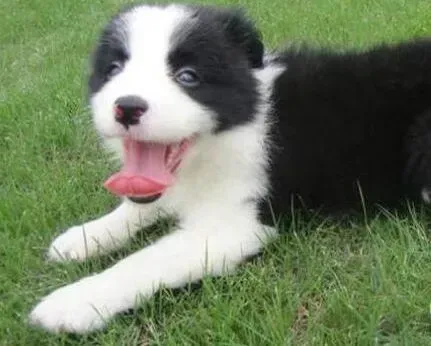 边境牧羊犬|边境牧羊犬打完第二针疫苗开始呕吐是正常反映么