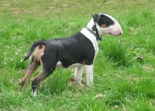 牛头梗|想与牛头梗和谐共处有哪些方法