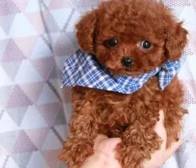 泰迪犬|饲养泰迪犬需注意的问题有哪些