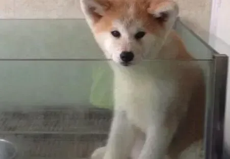 秋田犬|秋田犬高烧39.9度持续十天不降怎么办