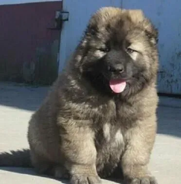 高加索犬|安全带领高加索犬出游的要求
