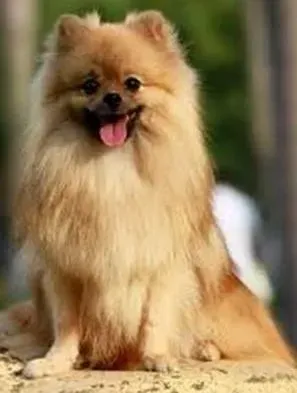 博美犬|博美犬骨折以及腿瘸之后要怎样进行护理工作