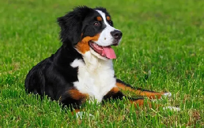 伯恩山犬|伯恩山犬几大恶习纠正的原则