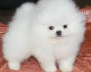博美犬|博美犬挑食不吃狗粮，可以给它喂些什么食物好