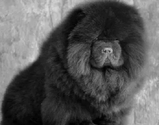 松狮犬|如何让松狮犬把叼东西的本领发挥的淋漓尽致