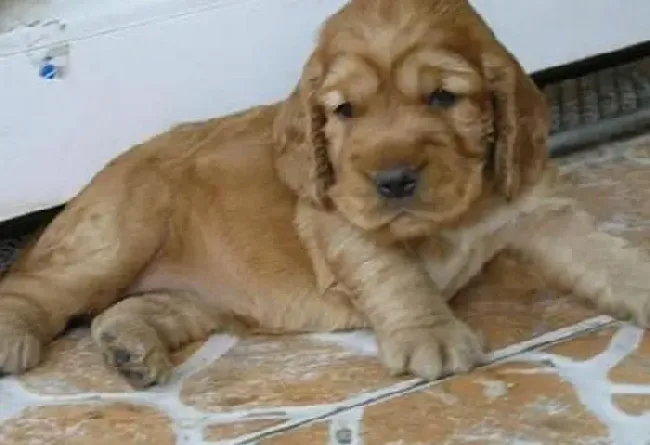 可卡犬|可卡犬出现挑食的原因及解决方法