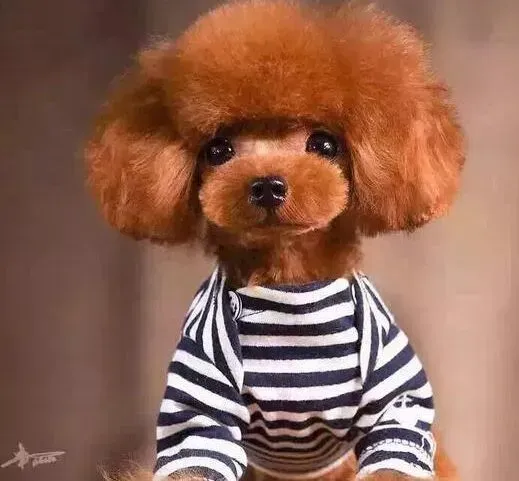 泰迪犬|怎样让泰迪犬的毛发保持光亮，柔顺的状态