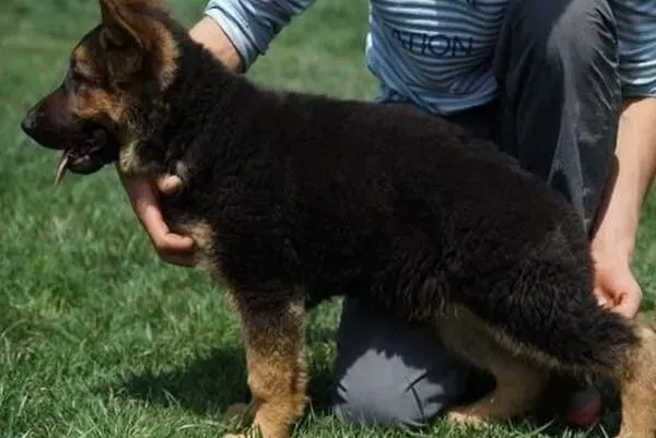 德国牧羊犬|给德国牧羊犬狗狗食用狗粮的正确方法