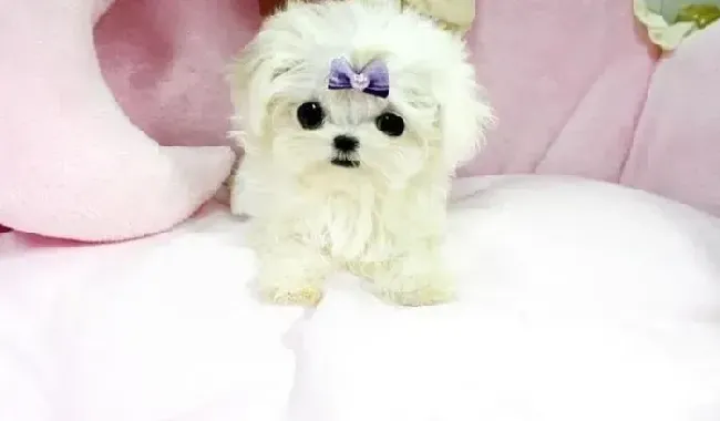 马尔济斯|马尔济斯犬拉稀，不好好吃饭怎么办