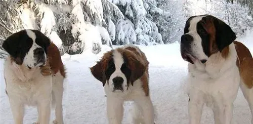 圣伯纳犬聪明吗 可以帮助主人看宝宝还能放羊 | 圣伯纳犬