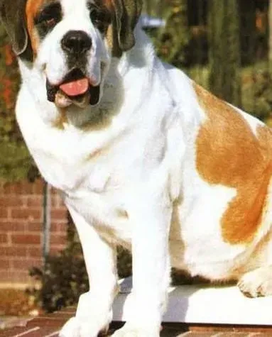 圣伯纳犬|圣伯纳犬消化不良的原因以及防治方法