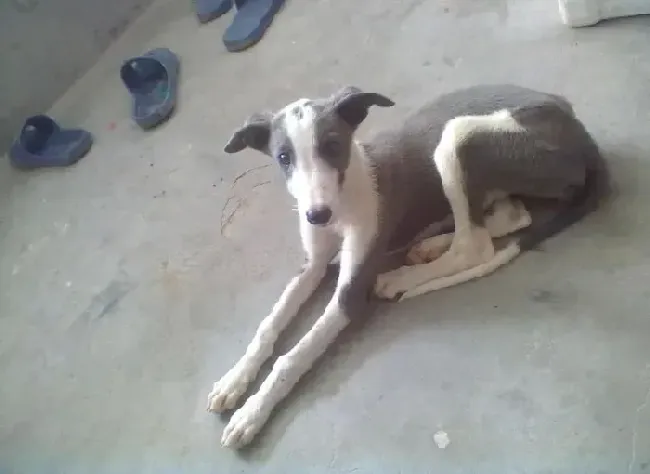 格力犬|格力犬喝牛奶后开始拉稀，有点粘稠怎么办
