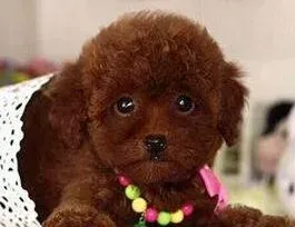 贵宾犬|亲自给贵宾犬做狗粮的好提议