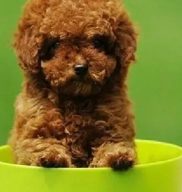 贵宾犬|贵宾犬尾巴表示的意思有哪些奥秘