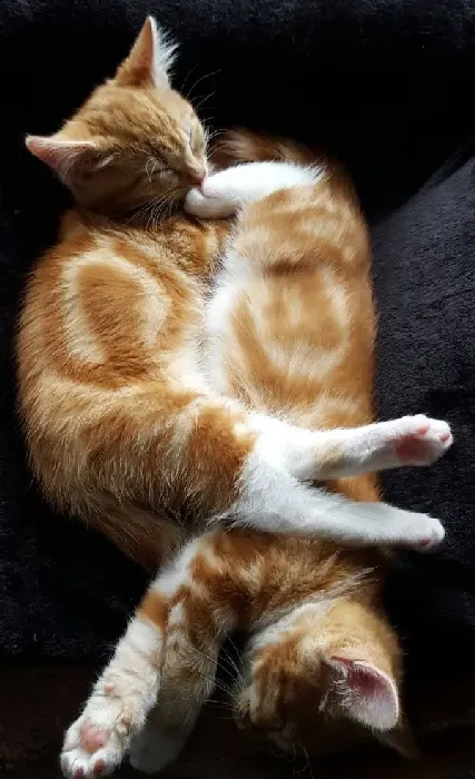 男子痛失18岁爱猫 领养橘猫兄妹重回猫爸爸行列! | 猫