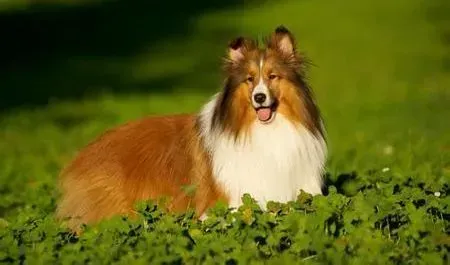 喜乐蒂|什么原因导致喜乐蒂犬高烧不退