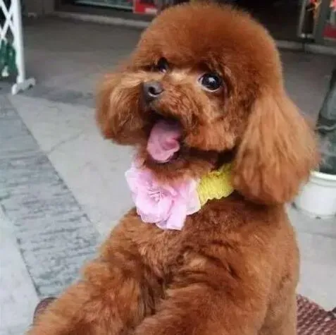 贵宾犬|给贵宾犬的补钙常识介绍