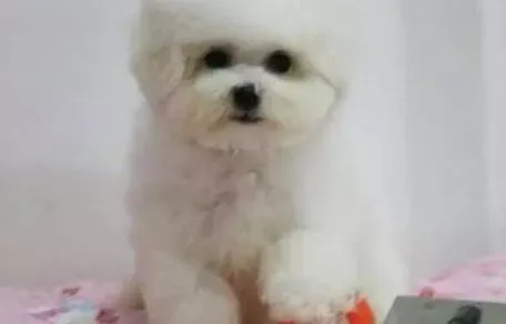 比熊犬|比熊犬拉黑色的便便是肠胃问题吗 怎么解决