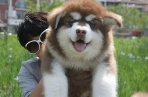 阿拉斯加犬|吃饱吃好都重要 喂养阿拉斯加雪橇犬有技巧