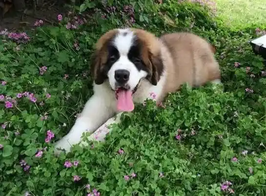 圣伯纳犬|圣伯纳犬真的可以吃生肉吗