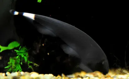 黑魔鬼怎么养 该鱼喜欢夜行生活 | 黑魔鬼