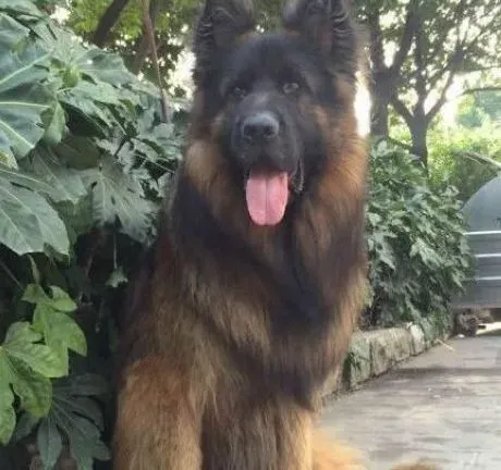 德国牧羊犬|德国牧羊犬经常吃肉类食品有好处吗