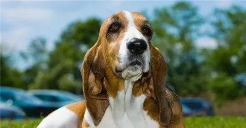 巴吉度猎犬优缺点 叫声穿透力太强还有口水 | 巴吉度猎犬