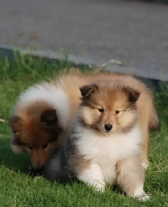 苏格兰牧羊犬|苏格兰牧羊犬剃光毛发后不长毛是什么情况