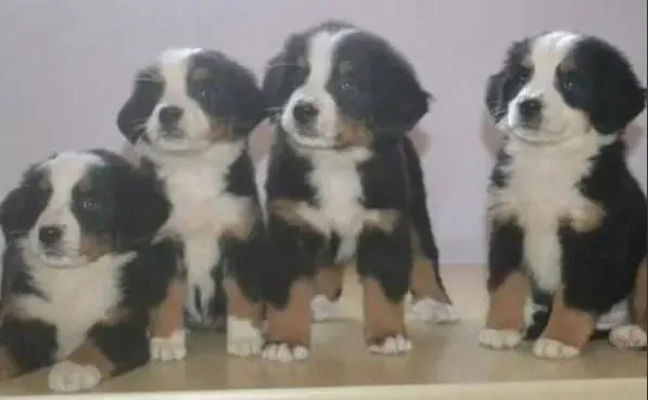 伯恩山犬|如何让伯恩山犬学会文明如厕