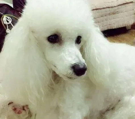 贵宾犬|刚买的贵宾犬可以洗澡吗
