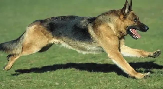 德国牧羊犬|德国牧羊犬被壁蚤缠身应该这样处理