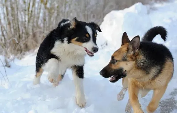 澳洲牧羊犬要补钙吗 狗狗缺钙会有什么危害 | 澳洲牧羊犬