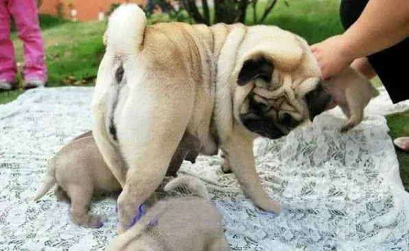 巴哥犬|巴哥犬吃了一块大骨头能不能消化