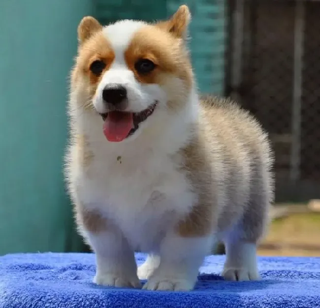 柯基犬|柯基犬随地大小便应需要训练它文明如厕