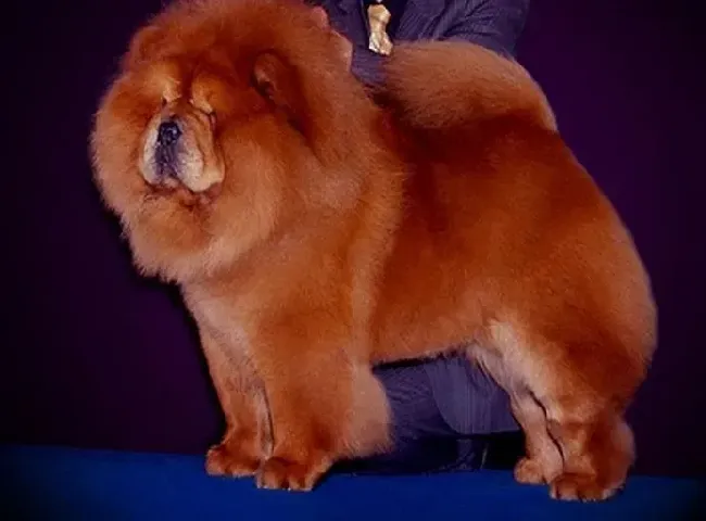松狮犬|美食达人教你如何给松狮犬自制小麦饼干