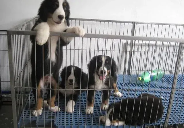 伯恩山犬|伯恩山犬不喜欢吃狗粮如何是好 求解答