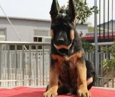 德国牧羊犬|怎么让自家的德国牧羊犬记住厕所位置