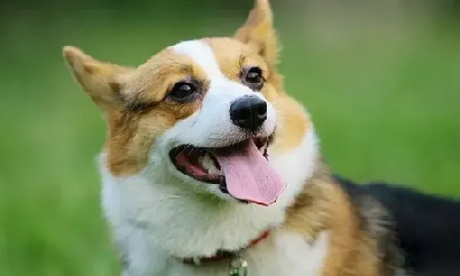 柯基犬|照顾一只柯基犬必知的护理大百科