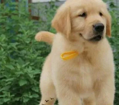 金毛|金毛犬得了皮肤病需要用什么药治疗