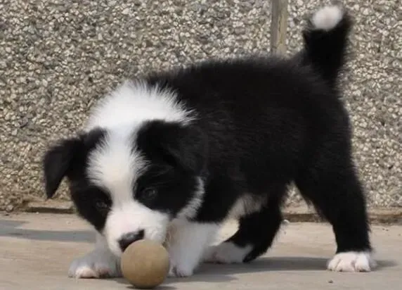 边境牧羊犬|怎样轻松地调教边境牧羊犬幼犬