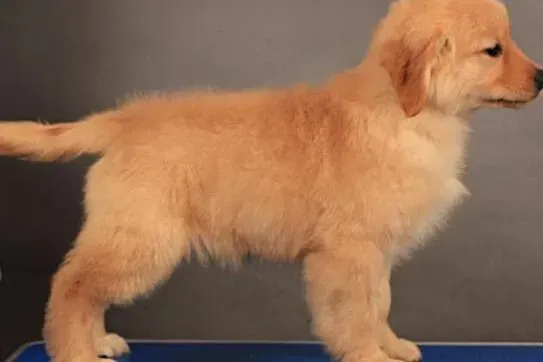金毛|金毛犬这几天为什么总挠身上