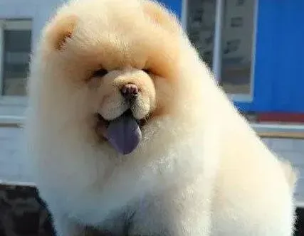 松狮犬|松狮狗狗可以吃人类吃的药吗